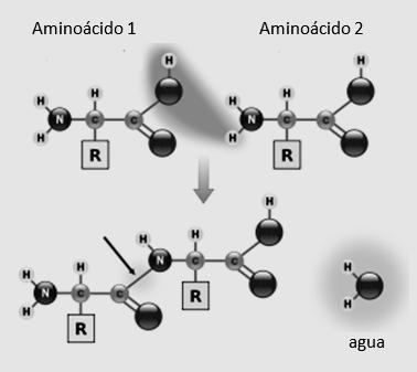 A continuación se muestra la unión de un péptido, producto de la unión de dos aminoácidos.