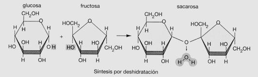 POLISACÁRIDOS. Se componen de muchos azúcares unidos por enlaces glucosídicos, como el glucógeno y la celulosa. QUITINA; formada de disacárido quitobiosa.