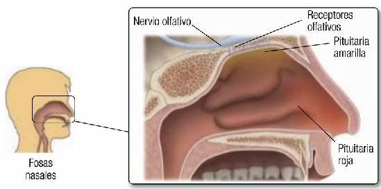 8 3. LOS SENTIDOS DEL OLFATO Y DEL GUSTO 3.1. El olfato -Se localizaen el tejido epitelial que recubre las fosas nasales, el cual se denomina pituitaria.