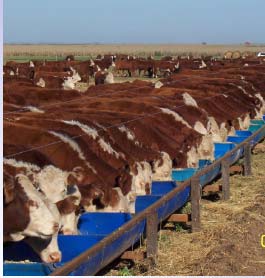 Agroecosistema ganadero no pastoril: Engorde a corral COMPONENTE BIÓTICO Plagas y enfermedades ENTRADA Agua