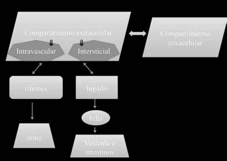 Gadolinio y fibrosis sistémica nefrogénica Fig. 1: Distribución y eliminación del gadolinio administrado por vía endovenosa. consecuencia, una falla multisistémica.