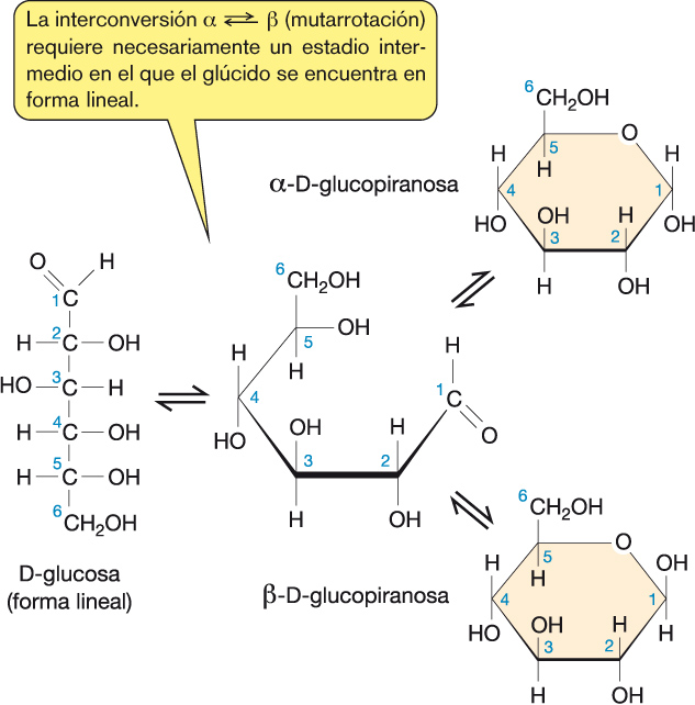 2. Monosacáridos Formas anoméricas. Mutarrotación Al formarse las estructuras cíclicas aparece un nuevo C asimétrico (carbono anomérico): aquel que soportaba el grupo aldehído o cetona.