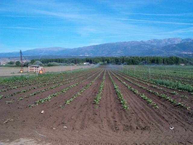 RIEGO:: Conseguir homogeneizar la humedad del suelo fértil. Disolver y facilitar la absorción de nutrientes por las raíces.