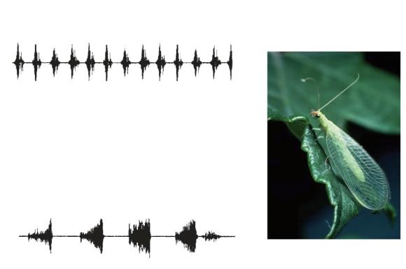 Comunicación auditiva: son específicas de cada especie Especie 1 Especie 2 Señales territoriales Señales sexuales Señales de agregación etc Se pueden transmitir a grandes distancias Se pueden