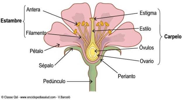 Órganos reproductores: o Carpelos: consta típicamente de estigma o parte superior donde se adhiere el polen. Estilo que une estigma al ovario.