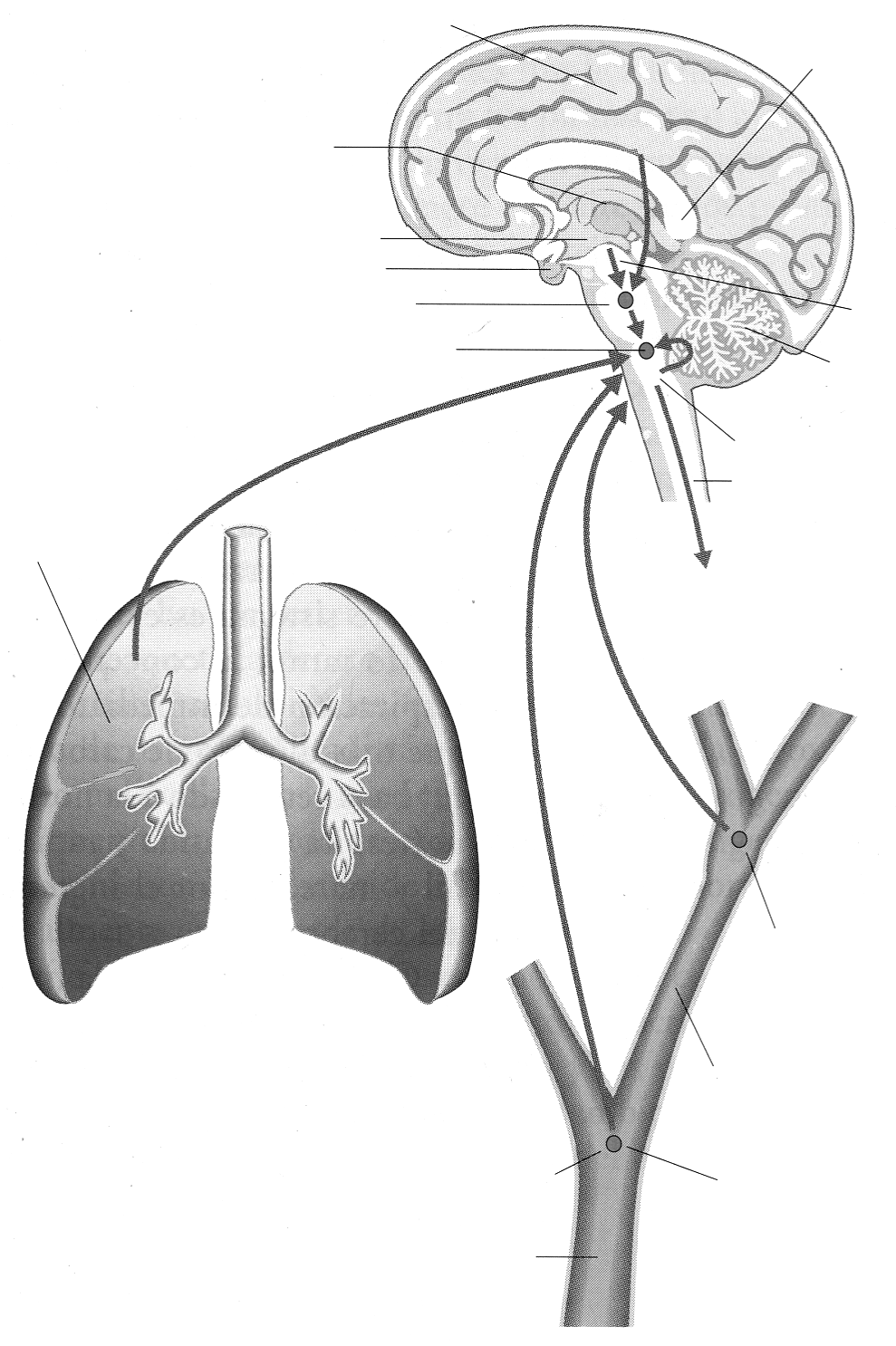 Ciencias Básicas Electivo Biología 2. Ventilación pulmonar La ventilación pulmonar es el proceso mediante el cual se intercambian gases entre la atmósfera y los alvéolos pulmonares.