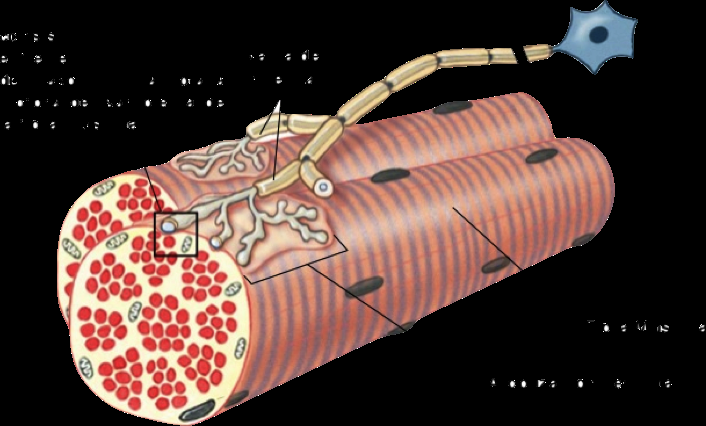 Anatomía fisiológica de la unión neuromuscular: LA PLACA MOTORA TERMINAL Nervio