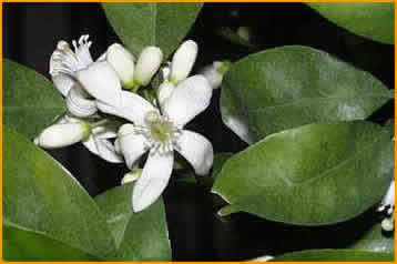 Flores: Hermafroditas, de aspecto céreo, solitarias o en pequeñas cimas, de color blanco cremoso. Cáliz con 5 sépalos s soldados, verdes.