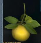 Citrus paradisi Pomelo Origen en Indias occidentales. Llegó a Barbados a fin s. XVIII. A principios del XIX llegó a América, y después s a la región n Mediterránea.