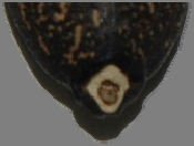 Figura 6. Siembra de semilla de jatropha.