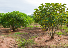 Paquete agronómico para el establecimiento de Jatropha curcas en la zona sur de Sinaloa Dr.