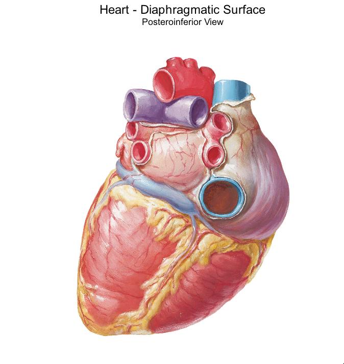 Segmento ventricular: Dividido por la parte inferior del surco interventricular posterior.