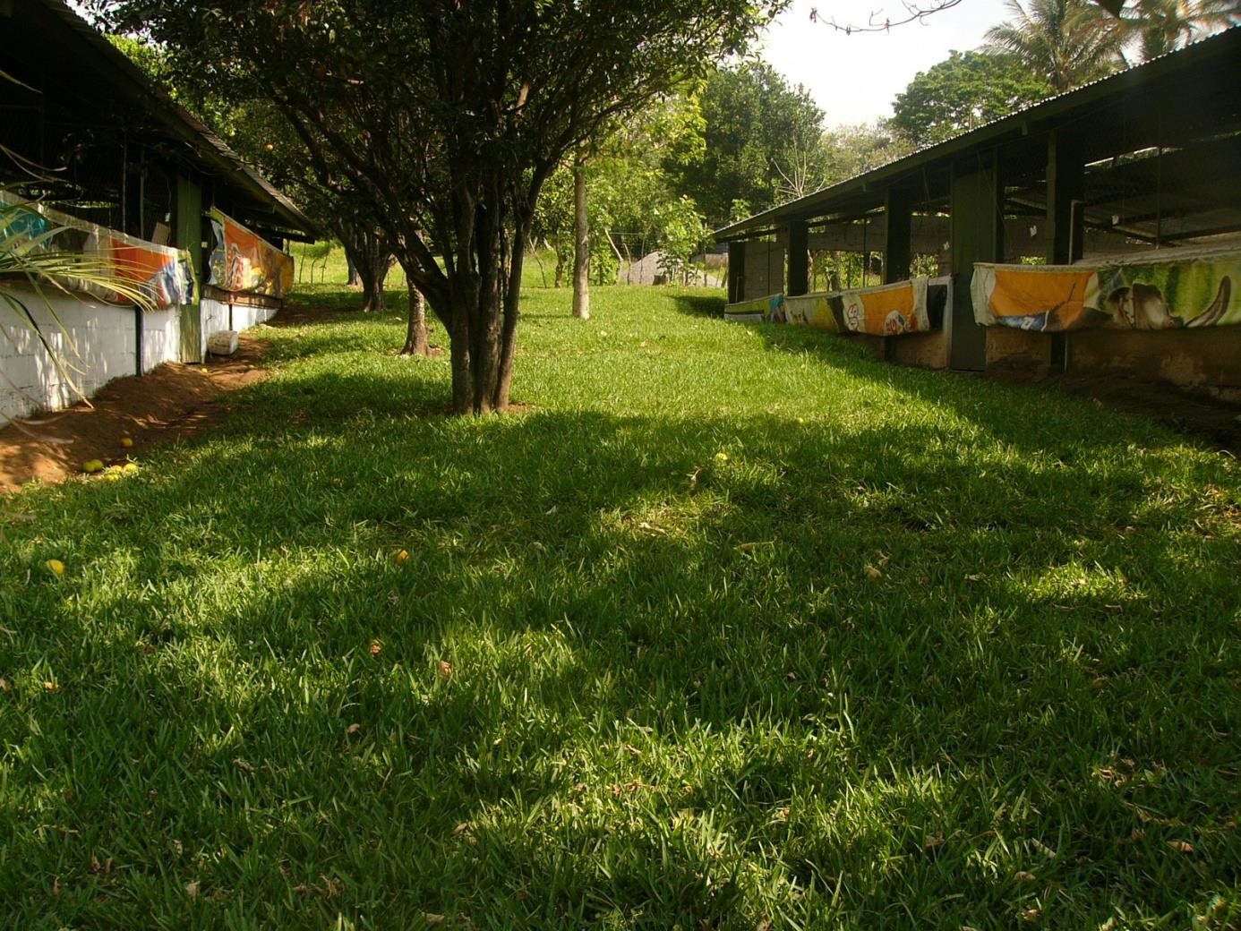 Las areas verdes alrededor de las salas de destete son importantes para mejorar el ambiente de las instalaciones de los cerdos,