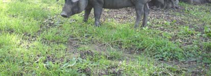 ANTECEDENTES Figura 2.2. Cerdos Ibéricos de la estirpe Silvela.