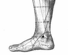 R5 Shuiquan Acción tradicional: punto Xi-hendidura Indicaciones reflexologicas Indicaciones locales: dolor en planta del pie y maléolo interno.