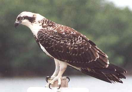 ÁGUILA PESCADORA Pandion haliaetus Envergadura de 1.4 a 1.9 m. un águila grande que frecuenta el agua; negruzca arriba y blanco abajo.