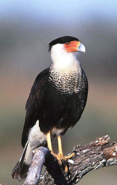 QUEBRABTAHUESOS, CARACARA Polyborus cheriway Esta oscura ave de presa es grande, de piernas y cuello largos; se le ve con frecuencia con las auras.