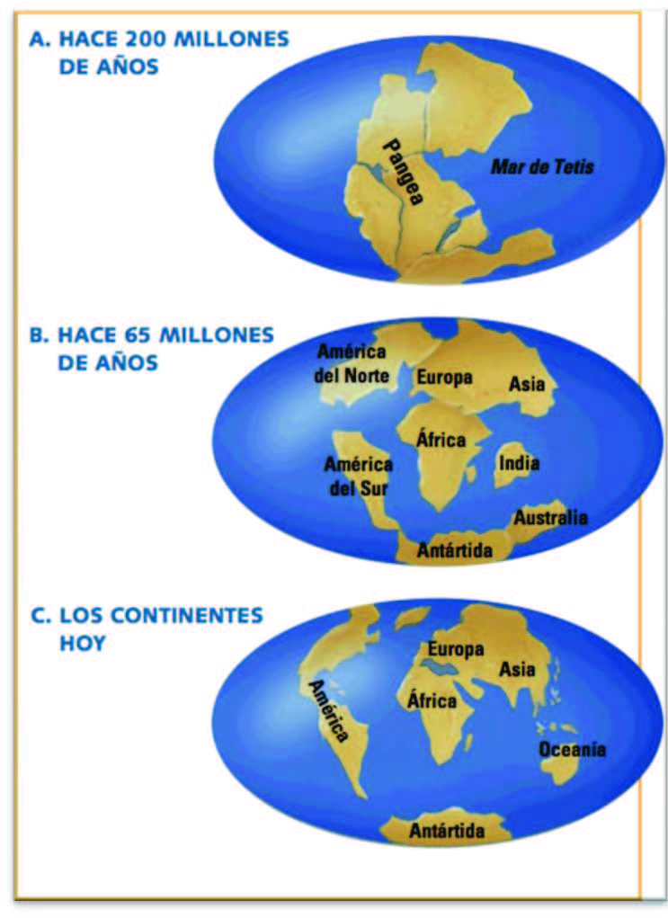 La corteza terrestre La teoría de la deriva de los continentes (de Alfred Wegener), plantea que la posición