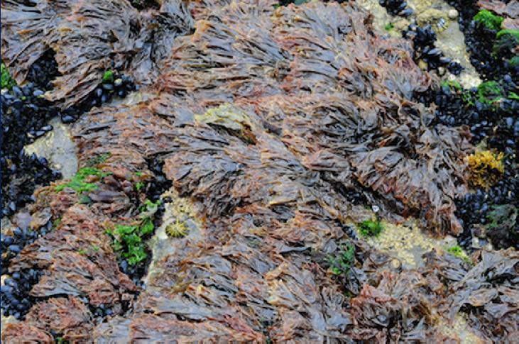 Zona intermareal Rhodophyceae (Algas rojas) Alga comestible Nori Durante marea baja quedan al