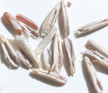 Semillas de maleza detectadas en las muestras de grano de trigo analizadas.