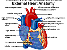 Anatomía Del Corazón y