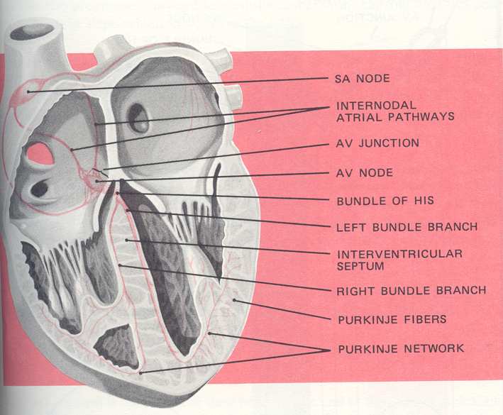 Anatomía Del Sistema De Conducción Eléctrica Del Corazón Nodo Sinusal Ases de conducción internodal Unión Aurículo Ventricular