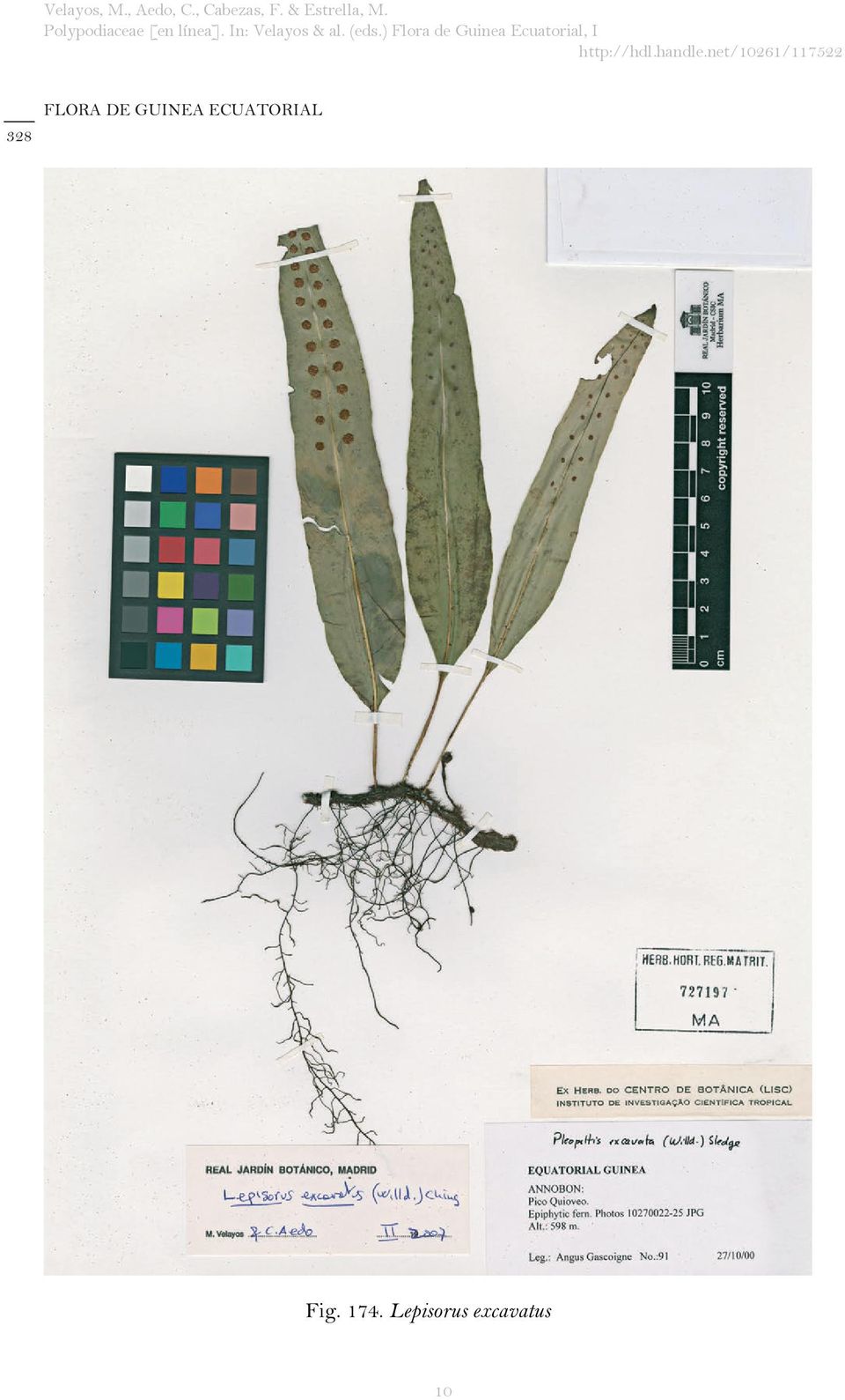 Lepisorus