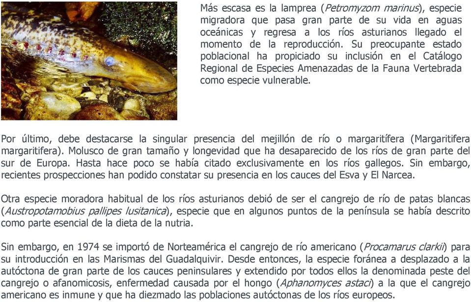 Por último, debe destacarse la singular presencia del mejillón de río o margaritífera (Margaritifera margaritifera).