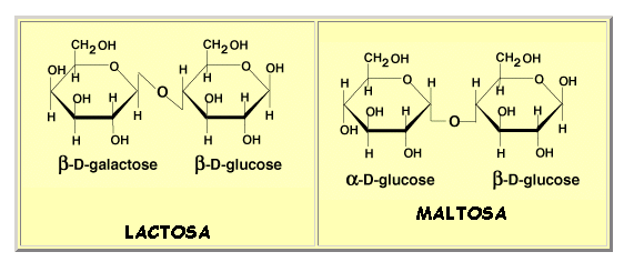 Disacáridos importantes MALTOSA glucosa + glucosa Enlace a (1 4) Disacárido producto de la hidrólisis del almidón y