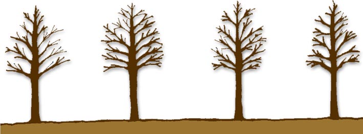 R a l e o s Son cortas que liberan el espacio que los árboles necesitan a medida que se desarrollan en altura.