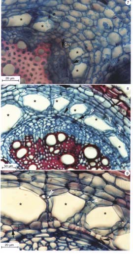Luque & Estrada Figuras 7-9. Corte transversal de la raíz en estado posterior de desarrollo: 7, Coespeletia alba; 8-9, C. timotensis.