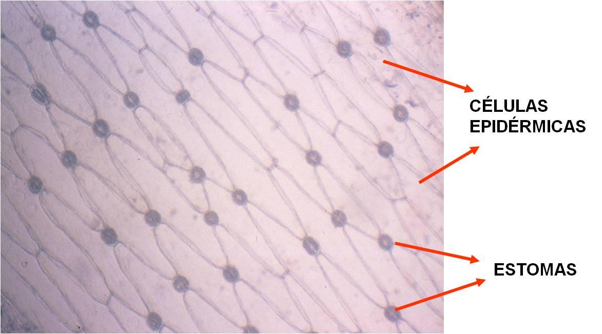 Figura 12. Células epidérmicas y estomas en hoja de Iris germánica L. Estomas Se consideran células epidérmicas modificadas.
