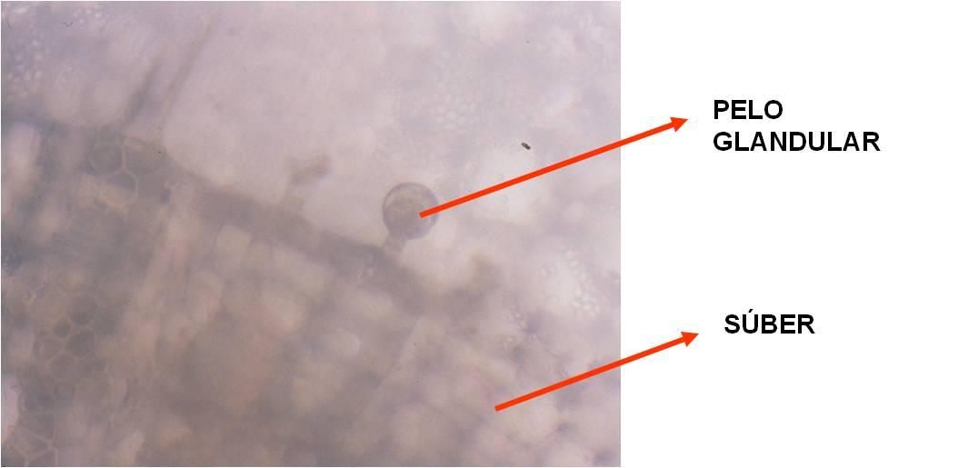 Figura 14. Algunos tipos de tricomas. Peridermis Está formada por: felógeno, súber y felodermis. Este tejido reemplaza a la epidermis cuando hay un aumento de diámetro.