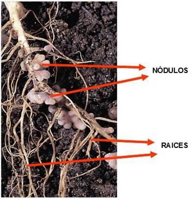 patológicos. En este caso el hongo puede estar alrededor de las células de la raíz, como son las ectomicorrizas o penetrar en su interior, como es el caso de las endomicorrizas. Figura 27.