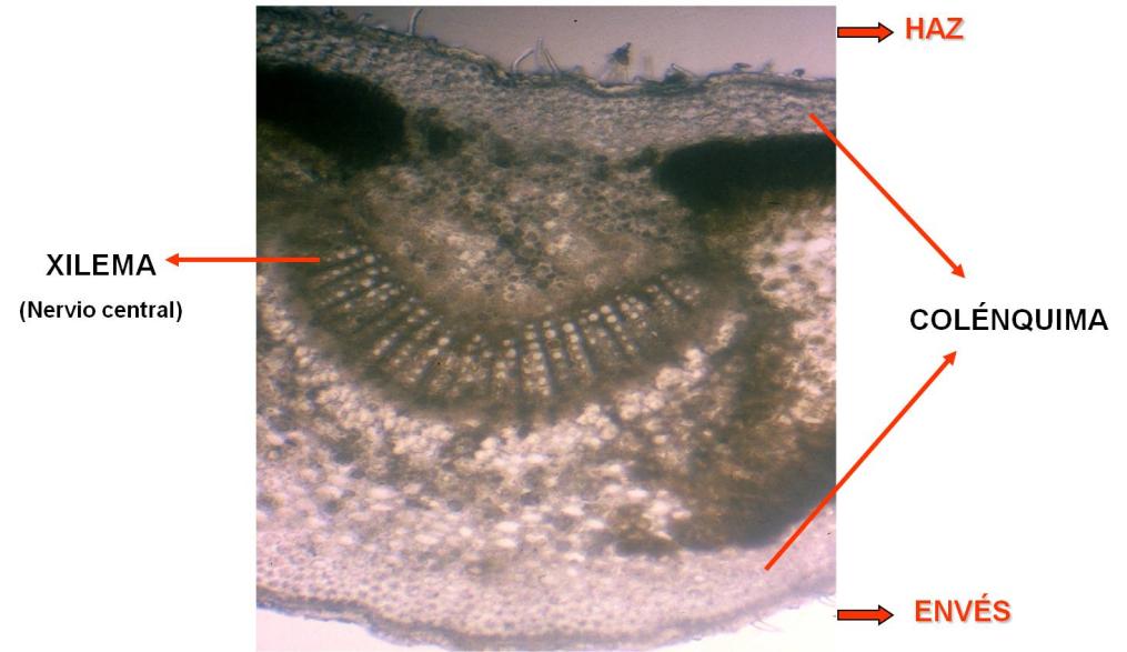 Por la posibilidad de desdiferenciación de sus células, las zonas de las plantas con un parénquima desarrollado, está relacionado con distintas aplicaciones como: propagación vegetativa (reproducción