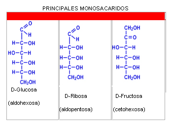 2. Estructura de los azúcares simples Cada molécula de azúcar se integra con una estructura de átomos de carbono unidos en un a disposición lineal por enlaces únicos.