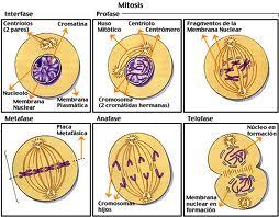 PÁGINA: 3 de 9 formar un individuo compuesto por millones de millones de celulas organizadas, estos seres presentan dos clases de celulas: las somaticas y las germinales.