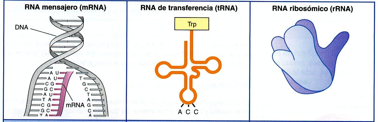 ARN (ácido ribonucleico) Existen tres tipos principales de ARN en las células eucariontas y procarionticas. Todos ellos son sintetizados a partir del ADN.