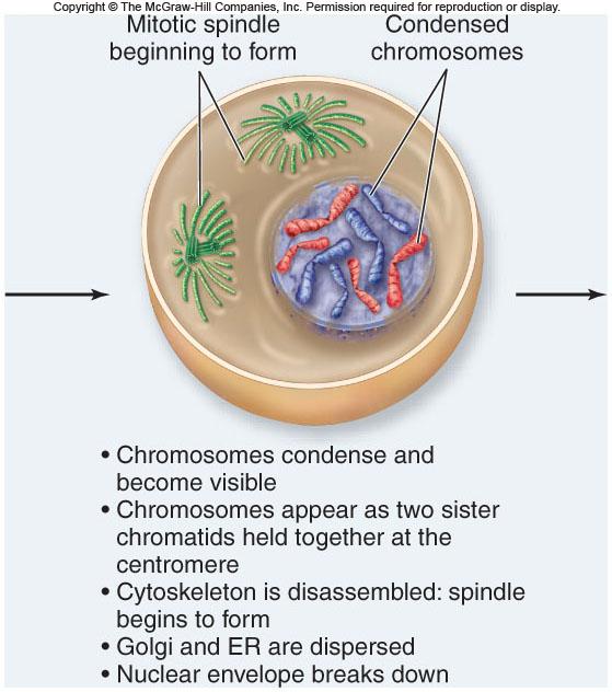 Mitosis Profase: -cromosomas continuan condensandose -centriolos se mueven a cada polo de la