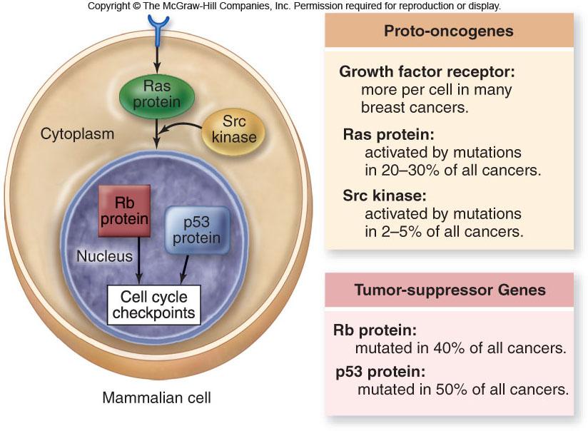Control del Ciclo Celular: Proto-oncogenes: - receptores codificados para factores de crecimiento - senales codificadas para