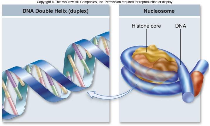 Cromosomas Eucarioticos Los solenoides se compactan: - radial loops se mantienen en su lugar ayudadas por proteinas y