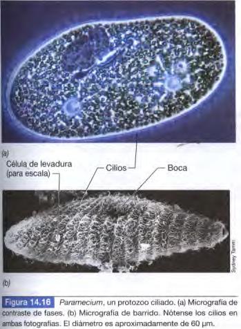 Descripción de un protozoo ciliado: Paramecio Presenta dos núcleos: el micronúcleo, que tiene relación con la herencia y la reproducción sexual, y el macronúcleo, que es responsable de la producción