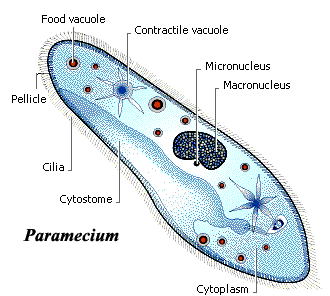 Una vez adentro, las partículas son arrastradas hacia el esófago y al interior del citoplasma donde son encerradas en una vacuola digestiva, una estructura parecida a un lisosoma en la que se