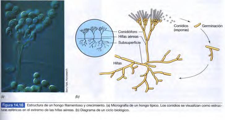 Micrografía electrónica mostrando hongos levaduriformes o unicelulares (algunos en gemación) El talo pluricelular generalmente está constituido por filamentos pluricelulares