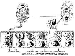 Es una especie de Microsporidia que infecta las células epiteliales intestinales.
