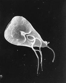 protozoo flagelado patóg eno perteneciente al orden Diplomonadida qu e parasita
