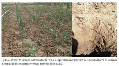 CONCLUSIONES La aplicación de metodologías de diagnóstico rápido de suelos y plantas en La Vega, República Dominicana, demostró ser una herramienta útil, de fácil aplicación, manejo y efectiva en la