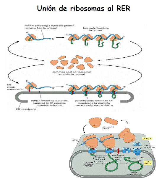 El complejo (ribosoma + mrna + péptido señal + SRP), no continúa