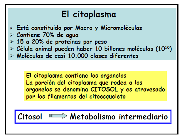 El citoplasma se encuentra compartimentalizado por un complejo sistema de estructuras formadas por membranas
