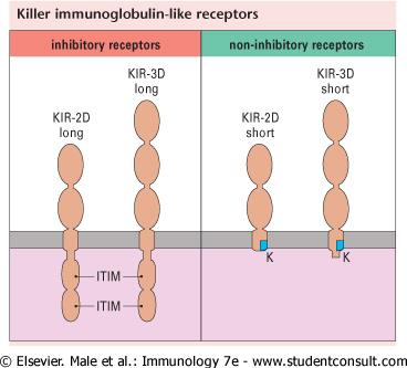 Receptores KIR Pertenecen a la superfamilia de las inmunoglobulinas. 1.